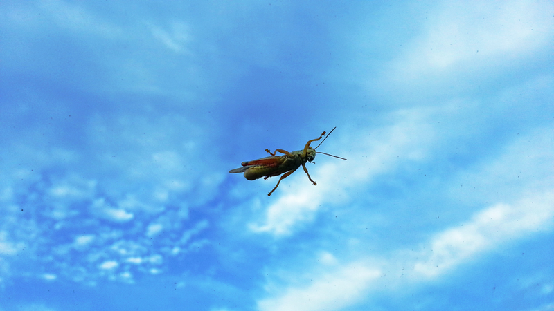 Illustration for article titled Shooting Challenge: Bugs 4